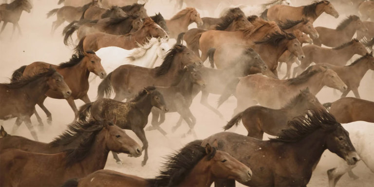 ストーンメン：BRUMBIES (ブランビーズ)